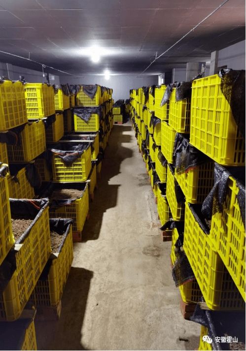 小天麻長成大產業